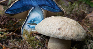 Синяк (лат. Gyroporus cyanescens)